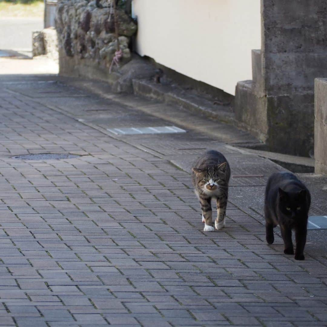 今井安紀さんのインスタグラム写真 - (今井安紀Instagram)「I went to Aino Island. It is known as a cat island. There were lots of friendly and photogenic cats. 小倉旅、2日目はずっと行きたかった猫の島「藍島」へ。 小倉駅の近くから45分ほど船に乗り到着すると、そこは猫の島。 そこら中に猫落ちてるし、撮ってるとご飯目当てじゃなくて「撫でろ！撫でろ！」って全力で甘えてくる可愛い子たちがたくさんいます。誰でも岩合光昭氏気分を味わえる。 詳しいレポートや正方形に綺麗に収められなかった写真などはnoteにもUPします。 ・No.1 今回の滞在で一番写真撮られたがりかついい感じで撮られてた子。ハイビスカス、家の外壁、葉の色、そして白黒にゃんこのコントラストが綺麗。(25mm F1.8) ・No.2 佇んでもなんか絵になる。(150mm F5.6) ・No.3 本当にそこら中に落ちている、猫。警戒心が皆無。(150mm F5.6) ・No.4 佇んでいる子を引きで。(150mm F5.6) ・No.5 複数匹佇んでいるなんてザラにあります。(40mm F4.0) ・No.6 ごろん。がしがしがし。道のど真ん中でこんなことしないんだけど野生どこに行った。(145mm F5.6) ・No.7 一見すると悪そうなコンビ。(145mm F5.6) ・No.8 ピンで撮るとなかなか可愛い顔をしている、泥棒フェイス模様のキジトラ白。(25mm F1.8) ・No.9 藍島小学校でずーっと付いてきていた美猫。突如香箱を組んでリラックスし始める。(150mm F.5.6) ・No.10 千畳敷に向かう途中に道で佇んでいた子。長毛種は少ない。もっふもっふ。警戒心はないけど人をうざがる態度を全面に出していた。そんなところも可愛い。(150mm F5.6)  #olympus #olympuspen #olympuspenepl9 #epl9  #nofilter #photolovers #noedit #cat #catstagram #catstagram #catisland #catlover #オリンパス #オリンパスPEN #加工なし #ミラーレス一眼 #写真撮ってる人と繋がりたい #猫島 #ねこすたぐらむ #猫 #ねこ #藍島 #藍島の猫 #小倉」11月25日 18時00分 - i_am_akinyan0826