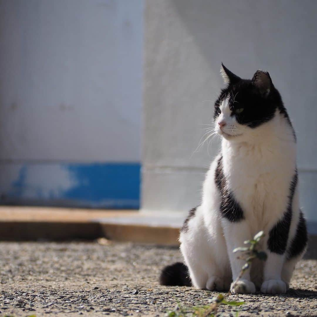 今井安紀さんのインスタグラム写真 - (今井安紀Instagram)「I went to Aino Island. It is known as a cat island. There were lots of friendly and photogenic cats. 小倉旅、2日目はずっと行きたかった猫の島「藍島」へ。 小倉駅の近くから45分ほど船に乗り到着すると、そこは猫の島。 そこら中に猫落ちてるし、撮ってるとご飯目当てじゃなくて「撫でろ！撫でろ！」って全力で甘えてくる可愛い子たちがたくさんいます。誰でも岩合光昭氏気分を味わえる。 詳しいレポートや正方形に綺麗に収められなかった写真などはnoteにもUPします。 ・No.1 今回の滞在で一番写真撮られたがりかついい感じで撮られてた子。ハイビスカス、家の外壁、葉の色、そして白黒にゃんこのコントラストが綺麗。(25mm F1.8) ・No.2 佇んでもなんか絵になる。(150mm F5.6) ・No.3 本当にそこら中に落ちている、猫。警戒心が皆無。(150mm F5.6) ・No.4 佇んでいる子を引きで。(150mm F5.6) ・No.5 複数匹佇んでいるなんてザラにあります。(40mm F4.0) ・No.6 ごろん。がしがしがし。道のど真ん中でこんなことしないんだけど野生どこに行った。(145mm F5.6) ・No.7 一見すると悪そうなコンビ。(145mm F5.6) ・No.8 ピンで撮るとなかなか可愛い顔をしている、泥棒フェイス模様のキジトラ白。(25mm F1.8) ・No.9 藍島小学校でずーっと付いてきていた美猫。突如香箱を組んでリラックスし始める。(150mm F.5.6) ・No.10 千畳敷に向かう途中に道で佇んでいた子。長毛種は少ない。もっふもっふ。警戒心はないけど人をうざがる態度を全面に出していた。そんなところも可愛い。(150mm F5.6)  #olympus #olympuspen #olympuspenepl9 #epl9  #nofilter #photolovers #noedit #cat #catstagram #catstagram #catisland #catlover #オリンパス #オリンパスPEN #加工なし #ミラーレス一眼 #写真撮ってる人と繋がりたい #猫島 #ねこすたぐらむ #猫 #ねこ #藍島 #藍島の猫 #小倉」11月25日 18時00分 - i_am_akinyan0826