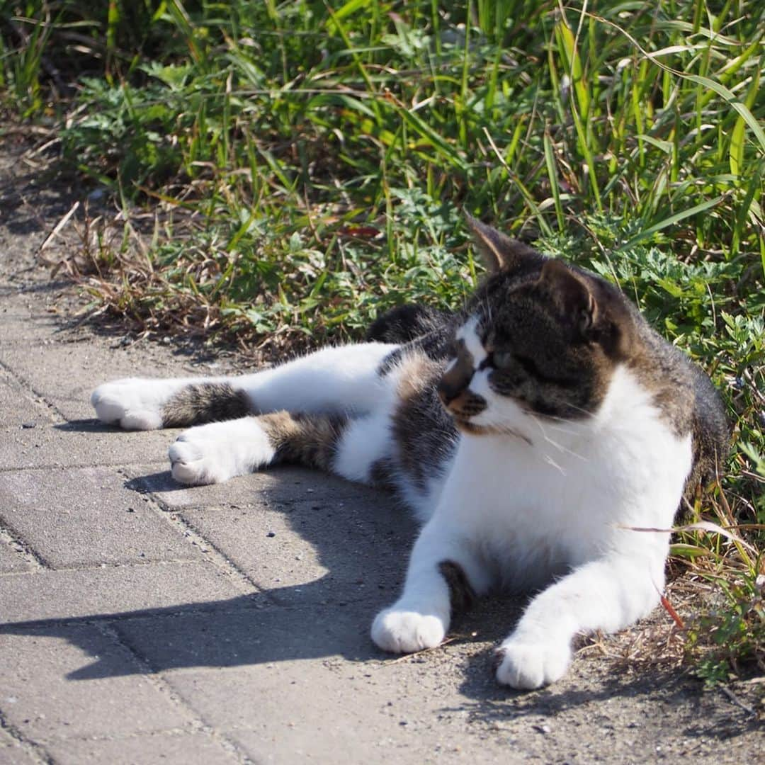 今井安紀さんのインスタグラム写真 - (今井安紀Instagram)「I went to Aino Island. It is known as a cat island. There were lots of friendly and photogenic cats. 小倉旅、2日目はずっと行きたかった猫の島「藍島」へ。 小倉駅の近くから45分ほど船に乗り到着すると、そこは猫の島。 そこら中に猫落ちてるし、撮ってるとご飯目当てじゃなくて「撫でろ！撫でろ！」って全力で甘えてくる可愛い子たちがたくさんいます。誰でも岩合光昭氏気分を味わえる。 詳しいレポートや正方形に綺麗に収められなかった写真などはnoteにもUPします。 ・No.1 今回の滞在で一番写真撮られたがりかついい感じで撮られてた子。ハイビスカス、家の外壁、葉の色、そして白黒にゃんこのコントラストが綺麗。(25mm F1.8) ・No.2 佇んでもなんか絵になる。(150mm F5.6) ・No.3 本当にそこら中に落ちている、猫。警戒心が皆無。(150mm F5.6) ・No.4 佇んでいる子を引きで。(150mm F5.6) ・No.5 複数匹佇んでいるなんてザラにあります。(40mm F4.0) ・No.6 ごろん。がしがしがし。道のど真ん中でこんなことしないんだけど野生どこに行った。(145mm F5.6) ・No.7 一見すると悪そうなコンビ。(145mm F5.6) ・No.8 ピンで撮るとなかなか可愛い顔をしている、泥棒フェイス模様のキジトラ白。(25mm F1.8) ・No.9 藍島小学校でずーっと付いてきていた美猫。突如香箱を組んでリラックスし始める。(150mm F.5.6) ・No.10 千畳敷に向かう途中に道で佇んでいた子。長毛種は少ない。もっふもっふ。警戒心はないけど人をうざがる態度を全面に出していた。そんなところも可愛い。(150mm F5.6)  #olympus #olympuspen #olympuspenepl9 #epl9  #nofilter #photolovers #noedit #cat #catstagram #catstagram #catisland #catlover #オリンパス #オリンパスPEN #加工なし #ミラーレス一眼 #写真撮ってる人と繋がりたい #猫島 #ねこすたぐらむ #猫 #ねこ #藍島 #藍島の猫 #小倉」11月25日 18時00分 - i_am_akinyan0826