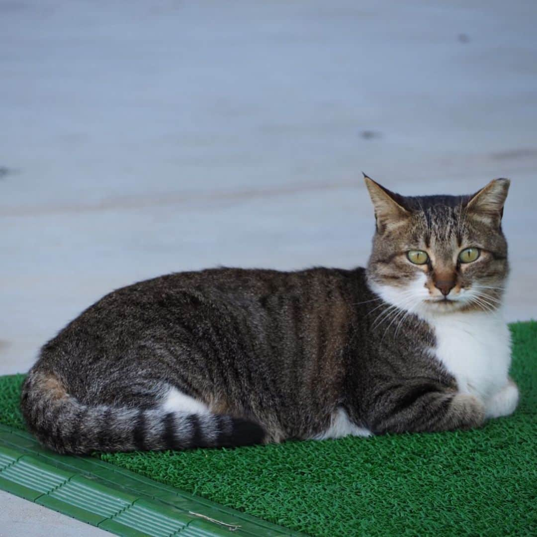 今井安紀さんのインスタグラム写真 - (今井安紀Instagram)「I went to Aino Island. It is known as a cat island. There were lots of friendly and photogenic cats. 小倉旅、2日目はずっと行きたかった猫の島「藍島」へ。 小倉駅の近くから45分ほど船に乗り到着すると、そこは猫の島。 そこら中に猫落ちてるし、撮ってるとご飯目当てじゃなくて「撫でろ！撫でろ！」って全力で甘えてくる可愛い子たちがたくさんいます。誰でも岩合光昭氏気分を味わえる。 詳しいレポートや正方形に綺麗に収められなかった写真などはnoteにもUPします。 ・No.1 今回の滞在で一番写真撮られたがりかついい感じで撮られてた子。ハイビスカス、家の外壁、葉の色、そして白黒にゃんこのコントラストが綺麗。(25mm F1.8) ・No.2 佇んでもなんか絵になる。(150mm F5.6) ・No.3 本当にそこら中に落ちている、猫。警戒心が皆無。(150mm F5.6) ・No.4 佇んでいる子を引きで。(150mm F5.6) ・No.5 複数匹佇んでいるなんてザラにあります。(40mm F4.0) ・No.6 ごろん。がしがしがし。道のど真ん中でこんなことしないんだけど野生どこに行った。(145mm F5.6) ・No.7 一見すると悪そうなコンビ。(145mm F5.6) ・No.8 ピンで撮るとなかなか可愛い顔をしている、泥棒フェイス模様のキジトラ白。(25mm F1.8) ・No.9 藍島小学校でずーっと付いてきていた美猫。突如香箱を組んでリラックスし始める。(150mm F.5.6) ・No.10 千畳敷に向かう途中に道で佇んでいた子。長毛種は少ない。もっふもっふ。警戒心はないけど人をうざがる態度を全面に出していた。そんなところも可愛い。(150mm F5.6)  #olympus #olympuspen #olympuspenepl9 #epl9  #nofilter #photolovers #noedit #cat #catstagram #catstagram #catisland #catlover #オリンパス #オリンパスPEN #加工なし #ミラーレス一眼 #写真撮ってる人と繋がりたい #猫島 #ねこすたぐらむ #猫 #ねこ #藍島 #藍島の猫 #小倉」11月25日 18時00分 - i_am_akinyan0826