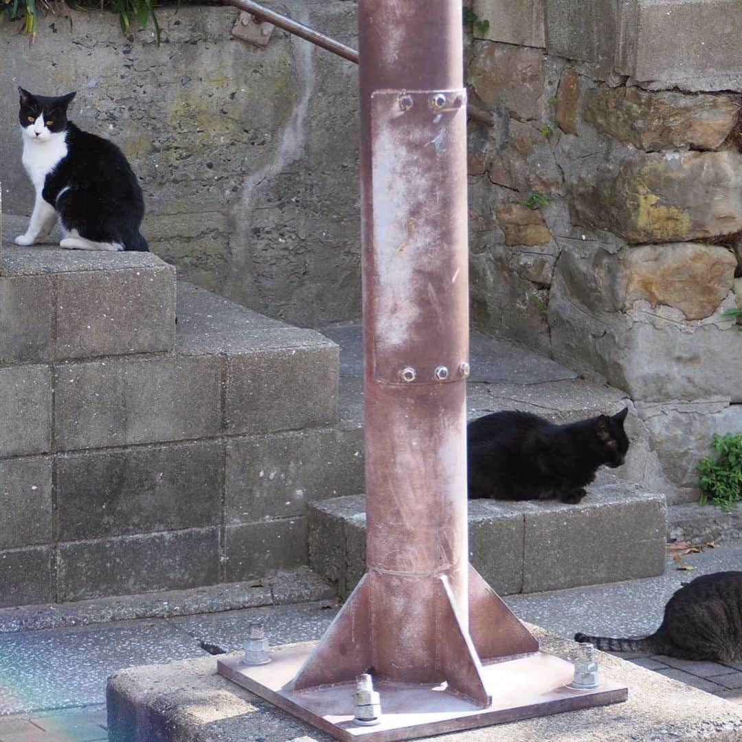 今井安紀さんのインスタグラム写真 - (今井安紀Instagram)「I went to Aino Island. It is known as a cat island. There were lots of friendly and photogenic cats. 小倉旅、2日目はずっと行きたかった猫の島「藍島」へ。 小倉駅の近くから45分ほど船に乗り到着すると、そこは猫の島。 そこら中に猫落ちてるし、撮ってるとご飯目当てじゃなくて「撫でろ！撫でろ！」って全力で甘えてくる可愛い子たちがたくさんいます。誰でも岩合光昭氏気分を味わえる。 詳しいレポートや正方形に綺麗に収められなかった写真などはnoteにもUPします。 ・No.1 今回の滞在で一番写真撮られたがりかついい感じで撮られてた子。ハイビスカス、家の外壁、葉の色、そして白黒にゃんこのコントラストが綺麗。(25mm F1.8) ・No.2 佇んでもなんか絵になる。(150mm F5.6) ・No.3 本当にそこら中に落ちている、猫。警戒心が皆無。(150mm F5.6) ・No.4 佇んでいる子を引きで。(150mm F5.6) ・No.5 複数匹佇んでいるなんてザラにあります。(40mm F4.0) ・No.6 ごろん。がしがしがし。道のど真ん中でこんなことしないんだけど野生どこに行った。(145mm F5.6) ・No.7 一見すると悪そうなコンビ。(145mm F5.6) ・No.8 ピンで撮るとなかなか可愛い顔をしている、泥棒フェイス模様のキジトラ白。(25mm F1.8) ・No.9 藍島小学校でずーっと付いてきていた美猫。突如香箱を組んでリラックスし始める。(150mm F.5.6) ・No.10 千畳敷に向かう途中に道で佇んでいた子。長毛種は少ない。もっふもっふ。警戒心はないけど人をうざがる態度を全面に出していた。そんなところも可愛い。(150mm F5.6)  #olympus #olympuspen #olympuspenepl9 #epl9  #nofilter #photolovers #noedit #cat #catstagram #catstagram #catisland #catlover #オリンパス #オリンパスPEN #加工なし #ミラーレス一眼 #写真撮ってる人と繋がりたい #猫島 #ねこすたぐらむ #猫 #ねこ #藍島 #藍島の猫 #小倉」11月25日 18時00分 - i_am_akinyan0826