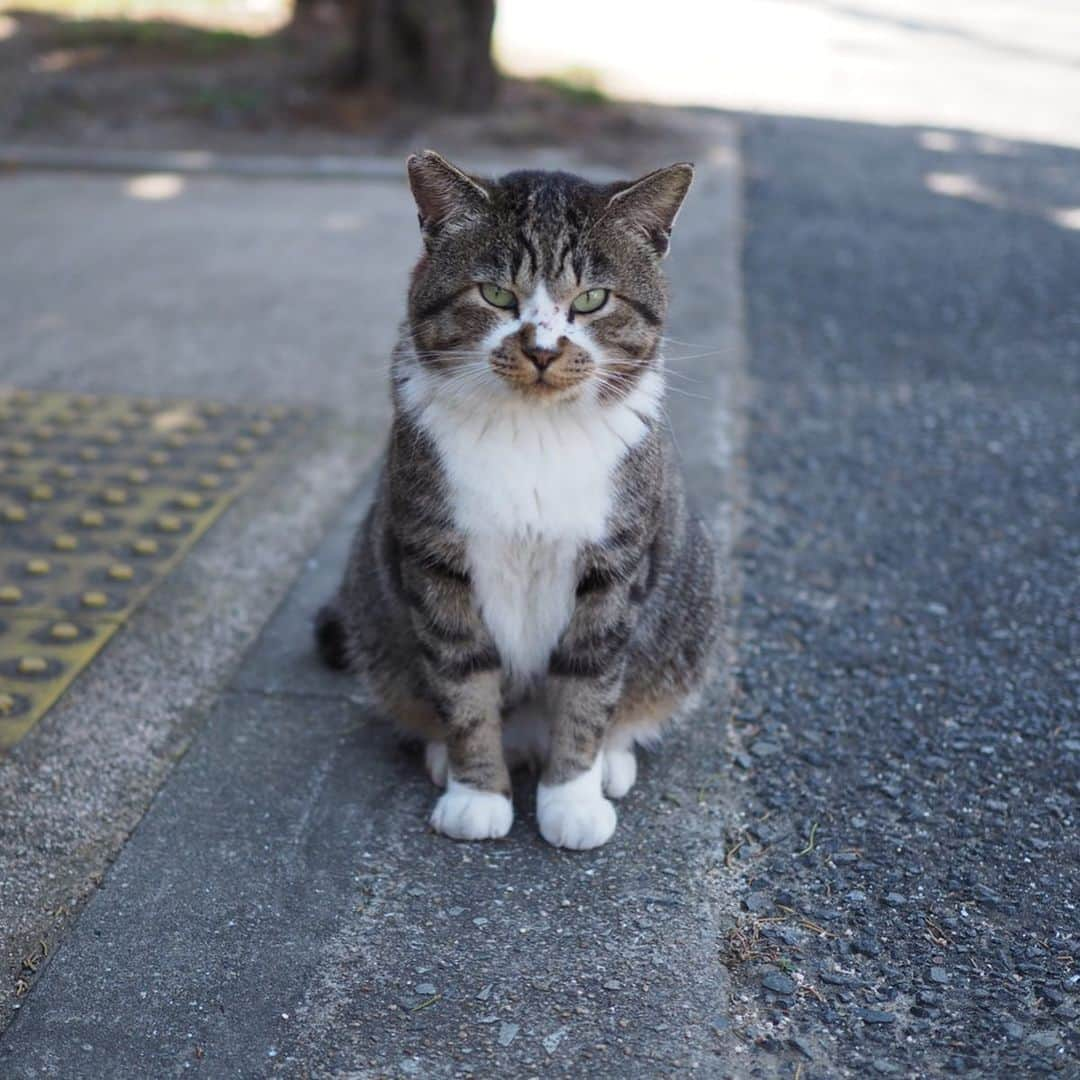 今井安紀さんのインスタグラム写真 - (今井安紀Instagram)「I went to Aino Island. It is known as a cat island. There were lots of friendly and photogenic cats. 小倉旅、2日目はずっと行きたかった猫の島「藍島」へ。 小倉駅の近くから45分ほど船に乗り到着すると、そこは猫の島。 そこら中に猫落ちてるし、撮ってるとご飯目当てじゃなくて「撫でろ！撫でろ！」って全力で甘えてくる可愛い子たちがたくさんいます。誰でも岩合光昭氏気分を味わえる。 詳しいレポートや正方形に綺麗に収められなかった写真などはnoteにもUPします。 ・No.1 今回の滞在で一番写真撮られたがりかついい感じで撮られてた子。ハイビスカス、家の外壁、葉の色、そして白黒にゃんこのコントラストが綺麗。(25mm F1.8) ・No.2 佇んでもなんか絵になる。(150mm F5.6) ・No.3 本当にそこら中に落ちている、猫。警戒心が皆無。(150mm F5.6) ・No.4 佇んでいる子を引きで。(150mm F5.6) ・No.5 複数匹佇んでいるなんてザラにあります。(40mm F4.0) ・No.6 ごろん。がしがしがし。道のど真ん中でこんなことしないんだけど野生どこに行った。(145mm F5.6) ・No.7 一見すると悪そうなコンビ。(145mm F5.6) ・No.8 ピンで撮るとなかなか可愛い顔をしている、泥棒フェイス模様のキジトラ白。(25mm F1.8) ・No.9 藍島小学校でずーっと付いてきていた美猫。突如香箱を組んでリラックスし始める。(150mm F.5.6) ・No.10 千畳敷に向かう途中に道で佇んでいた子。長毛種は少ない。もっふもっふ。警戒心はないけど人をうざがる態度を全面に出していた。そんなところも可愛い。(150mm F5.6)  #olympus #olympuspen #olympuspenepl9 #epl9  #nofilter #photolovers #noedit #cat #catstagram #catstagram #catisland #catlover #オリンパス #オリンパスPEN #加工なし #ミラーレス一眼 #写真撮ってる人と繋がりたい #猫島 #ねこすたぐらむ #猫 #ねこ #藍島 #藍島の猫 #小倉」11月25日 18時00分 - i_am_akinyan0826