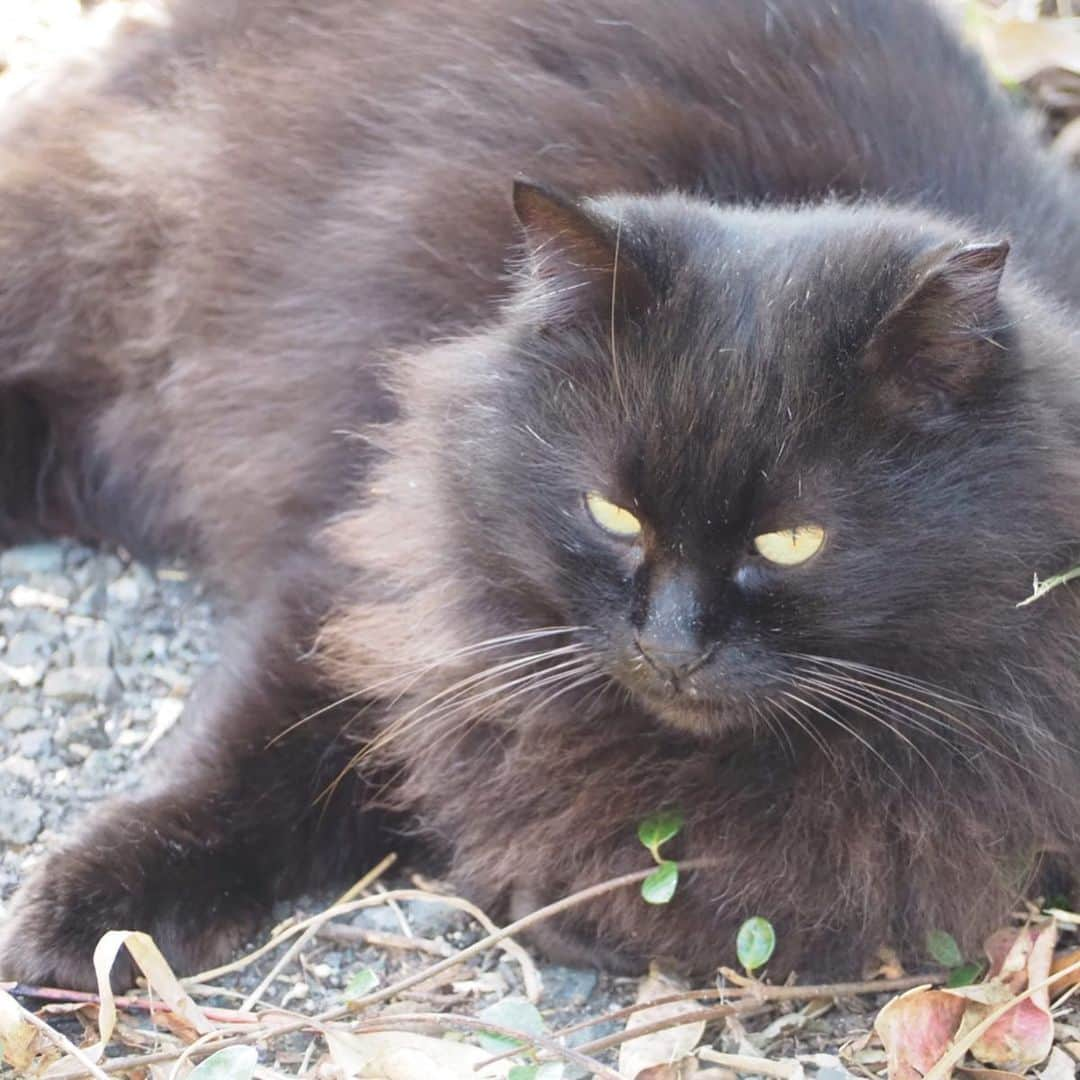 今井安紀さんのインスタグラム写真 - (今井安紀Instagram)「I went to Aino Island. It is known as a cat island. There were lots of friendly and photogenic cats. 小倉旅、2日目はずっと行きたかった猫の島「藍島」へ。 小倉駅の近くから45分ほど船に乗り到着すると、そこは猫の島。 そこら中に猫落ちてるし、撮ってるとご飯目当てじゃなくて「撫でろ！撫でろ！」って全力で甘えてくる可愛い子たちがたくさんいます。誰でも岩合光昭氏気分を味わえる。 詳しいレポートや正方形に綺麗に収められなかった写真などはnoteにもUPします。 ・No.1 今回の滞在で一番写真撮られたがりかついい感じで撮られてた子。ハイビスカス、家の外壁、葉の色、そして白黒にゃんこのコントラストが綺麗。(25mm F1.8) ・No.2 佇んでもなんか絵になる。(150mm F5.6) ・No.3 本当にそこら中に落ちている、猫。警戒心が皆無。(150mm F5.6) ・No.4 佇んでいる子を引きで。(150mm F5.6) ・No.5 複数匹佇んでいるなんてザラにあります。(40mm F4.0) ・No.6 ごろん。がしがしがし。道のど真ん中でこんなことしないんだけど野生どこに行った。(145mm F5.6) ・No.7 一見すると悪そうなコンビ。(145mm F5.6) ・No.8 ピンで撮るとなかなか可愛い顔をしている、泥棒フェイス模様のキジトラ白。(25mm F1.8) ・No.9 藍島小学校でずーっと付いてきていた美猫。突如香箱を組んでリラックスし始める。(150mm F.5.6) ・No.10 千畳敷に向かう途中に道で佇んでいた子。長毛種は少ない。もっふもっふ。警戒心はないけど人をうざがる態度を全面に出していた。そんなところも可愛い。(150mm F5.6)  #olympus #olympuspen #olympuspenepl9 #epl9  #nofilter #photolovers #noedit #cat #catstagram #catstagram #catisland #catlover #オリンパス #オリンパスPEN #加工なし #ミラーレス一眼 #写真撮ってる人と繋がりたい #猫島 #ねこすたぐらむ #猫 #ねこ #藍島 #藍島の猫 #小倉」11月25日 18時00分 - i_am_akinyan0826