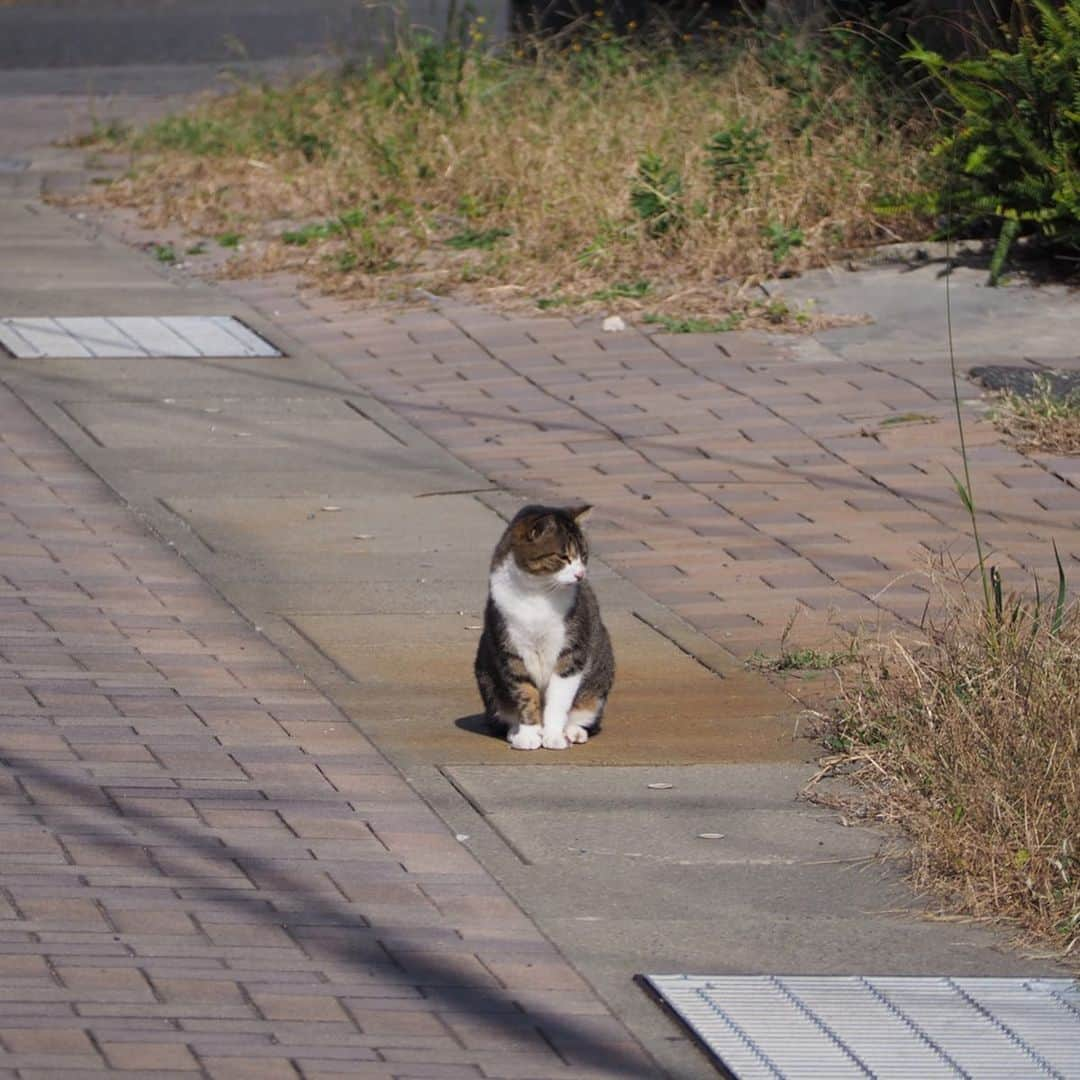 今井安紀さんのインスタグラム写真 - (今井安紀Instagram)「I went to Aino Island. It is known as a cat island. There were lots of friendly and photogenic cats. 小倉旅、2日目はずっと行きたかった猫の島「藍島」へ。 小倉駅の近くから45分ほど船に乗り到着すると、そこは猫の島。 そこら中に猫落ちてるし、撮ってるとご飯目当てじゃなくて「撫でろ！撫でろ！」って全力で甘えてくる可愛い子たちがたくさんいます。誰でも岩合光昭氏気分を味わえる。 詳しいレポートや正方形に綺麗に収められなかった写真などはnoteにもUPします。 ・No.1 今回の滞在で一番写真撮られたがりかついい感じで撮られてた子。ハイビスカス、家の外壁、葉の色、そして白黒にゃんこのコントラストが綺麗。(25mm F1.8) ・No.2 佇んでもなんか絵になる。(150mm F5.6) ・No.3 本当にそこら中に落ちている、猫。警戒心が皆無。(150mm F5.6) ・No.4 佇んでいる子を引きで。(150mm F5.6) ・No.5 複数匹佇んでいるなんてザラにあります。(40mm F4.0) ・No.6 ごろん。がしがしがし。道のど真ん中でこんなことしないんだけど野生どこに行った。(145mm F5.6) ・No.7 一見すると悪そうなコンビ。(145mm F5.6) ・No.8 ピンで撮るとなかなか可愛い顔をしている、泥棒フェイス模様のキジトラ白。(25mm F1.8) ・No.9 藍島小学校でずーっと付いてきていた美猫。突如香箱を組んでリラックスし始める。(150mm F.5.6) ・No.10 千畳敷に向かう途中に道で佇んでいた子。長毛種は少ない。もっふもっふ。警戒心はないけど人をうざがる態度を全面に出していた。そんなところも可愛い。(150mm F5.6)  #olympus #olympuspen #olympuspenepl9 #epl9  #nofilter #photolovers #noedit #cat #catstagram #catstagram #catisland #catlover #オリンパス #オリンパスPEN #加工なし #ミラーレス一眼 #写真撮ってる人と繋がりたい #猫島 #ねこすたぐらむ #猫 #ねこ #藍島 #藍島の猫 #小倉」11月25日 18時00分 - i_am_akinyan0826