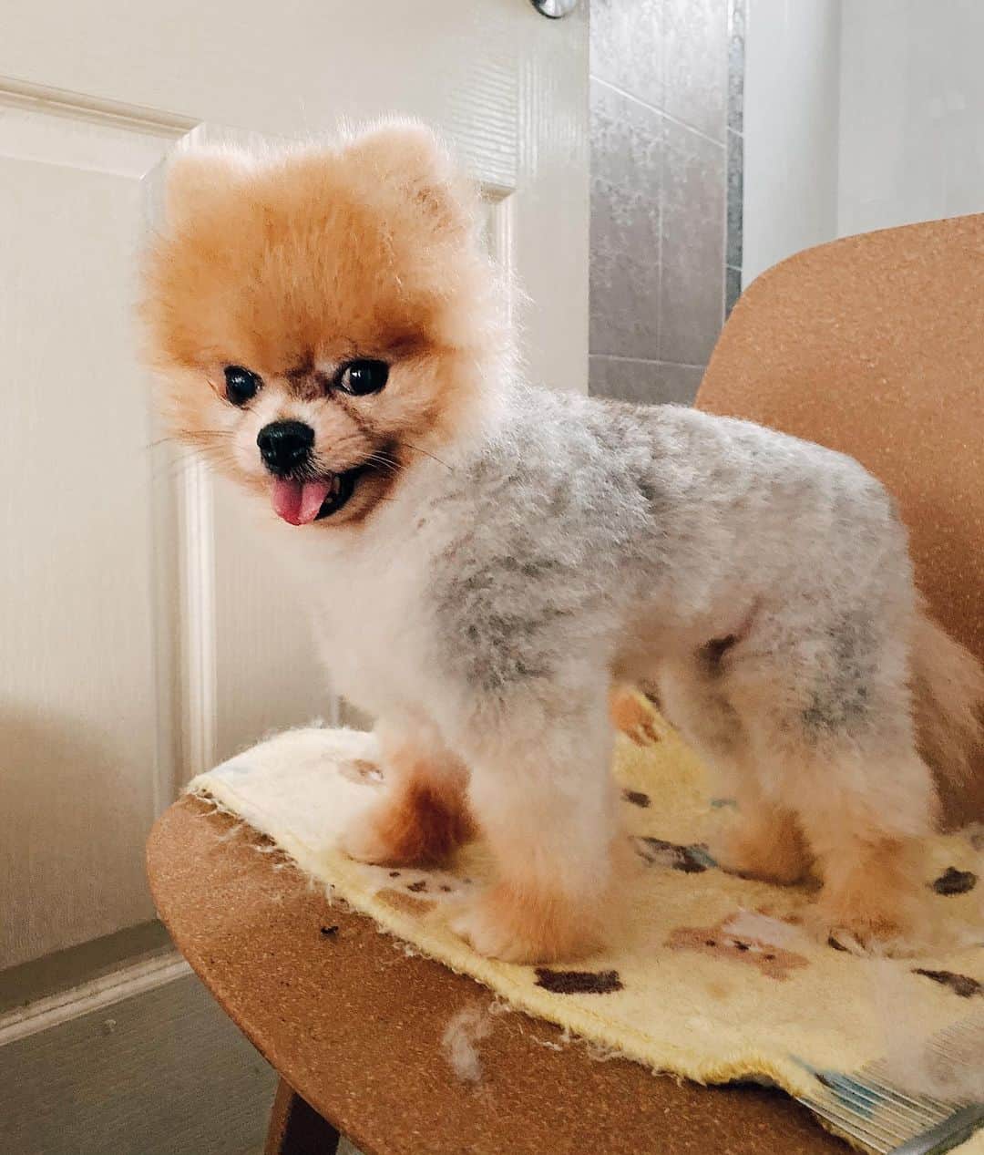 r_oseのインスタグラム：「My little Koala bear 🐨〰️ #trimming」