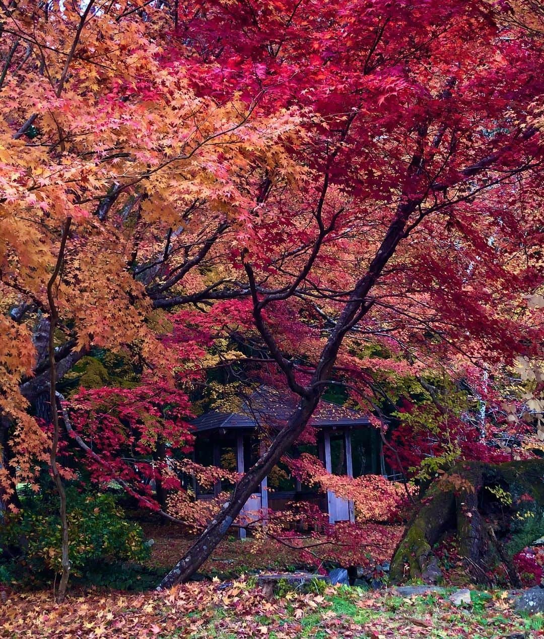 大西宏幸さんのインスタグラム写真 - (大西宏幸Instagram)「その1 秋の紅葉♫ 和歌山県 丹生津姫神社に参拝してその美しさに魅了されました。 #大西宏幸 #衆議院議員 #秋の紅葉 #丹生都比売神社  Autumn leaves  Wakayama Nyotsu Hime Shrine worshiped and was fascinated by its beauty.  #Hiroyuki Onishi #Meeting the House of Representatives #Autumn leaves」11月25日 18時19分 - hiroyukionishi