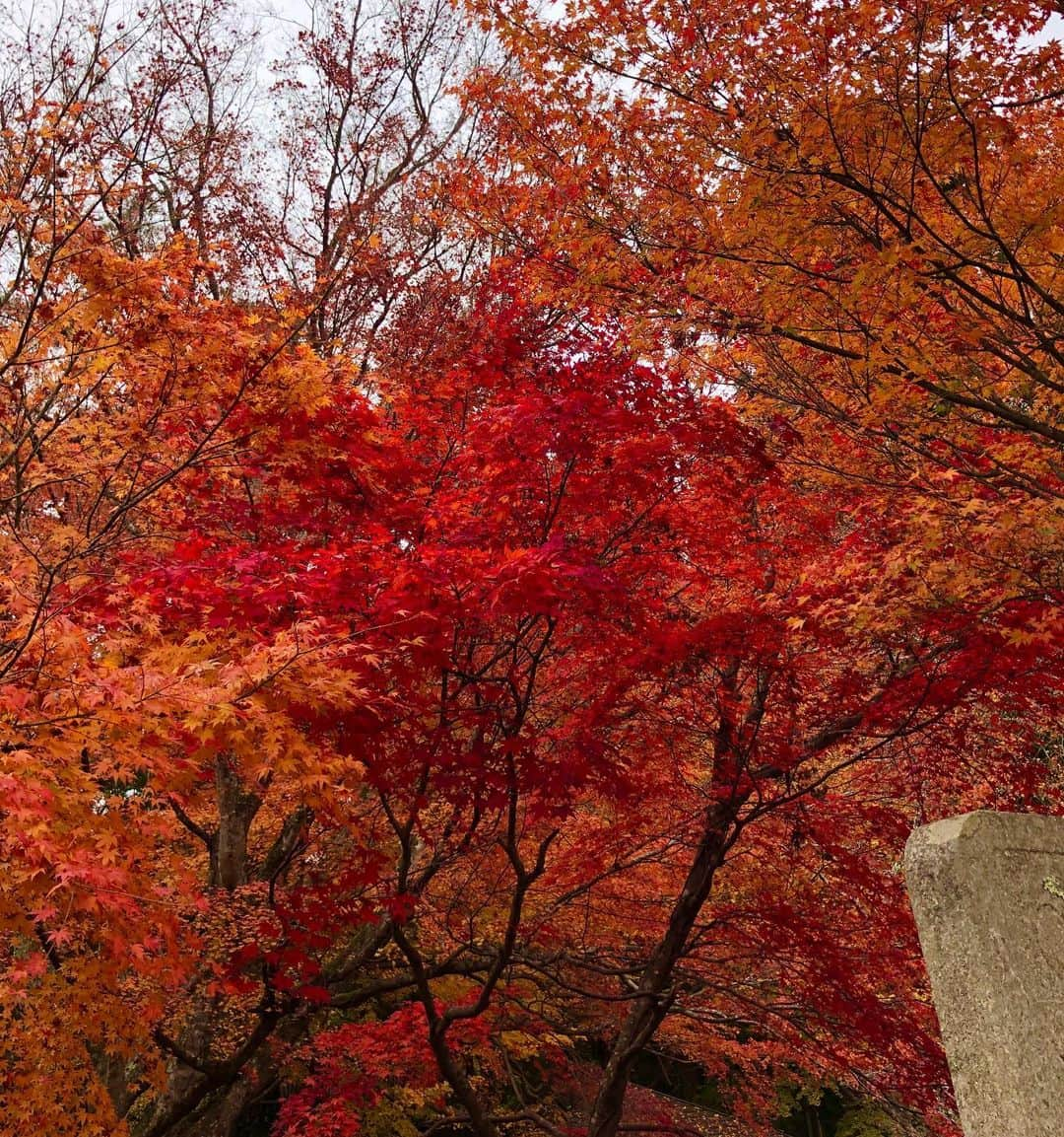 大西宏幸さんのインスタグラム写真 - (大西宏幸Instagram)「その2 秋の紅葉♫ 和歌山県 丹生津姫神社に参拝してその美しさに魅了されました。 #大西宏幸 #衆議院議員 #秋の紅葉 #丹生都比売神社  Autumn leaves  Wakayama Nyotsu Hime Shrine worshiped and was fascinated by its beauty.  #Hiroyuki Onishi #Meeting the House of Representatives #Autumn leaves」11月25日 18時20分 - hiroyukionishi