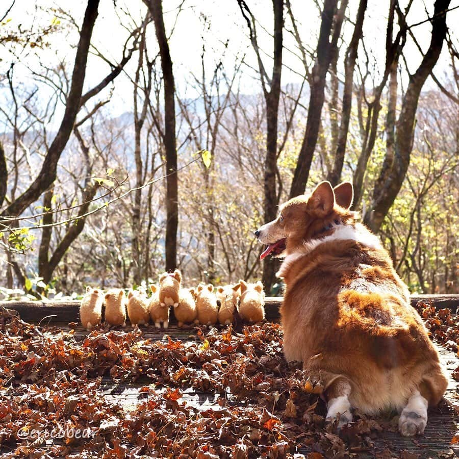 ericoさんのインスタグラム写真 - (ericoInstagram)「✩ 秋を満喫する力丸一家な件  We are feeling autumn.🍂🍁 ✩  #高知県 #天狗高原 #高知でパワーチャージ @naturallykochi  #力丸父ちゃんの育メン日記  #それいけ力丸くん #コーギー  #犬のいる暮らし#pembrokewelshcorgi  #corgistagram #barked  #buzzfeed #corgisofinstagram  #dailyfluff #9gag #corgibutt #myfavcorgi」11月25日 18時28分 - ericobear