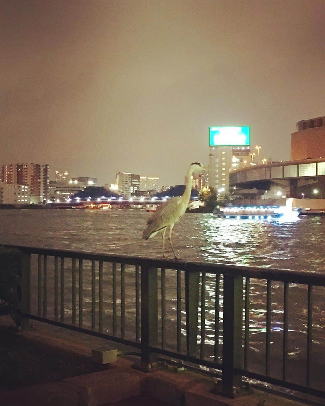 猫沢エミのグルメインスタ