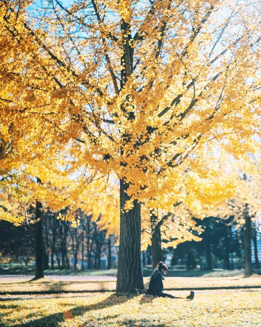 のインスタグラム：「・ ・ 小春日和✨ ・ ・ ・ ・ ◉sty830のLIGHTROOMプリセット◉ https://www.curbon.jp/products/sty830presets ・ ・ #vsco#ig_photooftheday#igersjp#igmasters#FreedomThinkers#Visuals4All#igersoftheday_#reco_ig#webstapick#huntgram#vzcomood#thecreatorclass#artofvisuals#indies_gram#hueart_life#ppschool#exploretocreate#as_archive  #nat_archive #good_portraits_world #pics_jp #igers  #instagram #instagramjapan #tokyocameraclub」