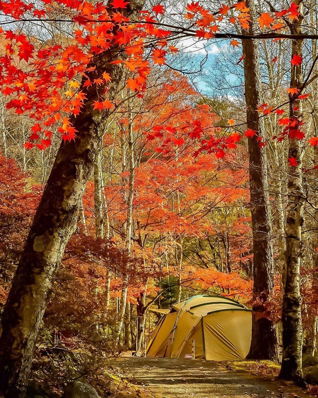 Coleman Japanのインスタグラム：「#紅葉キャンプ 🍁 今しか味わえない、最高の季節にキャンプに出かけよう。 ・ 📷：@relaxed_camp_life さん 素敵なお写真ありがとうございました✨ ・ ━━━━━━━━━━━━━━━ #私のコールマン を付けて投稿して頂いた中から素敵なお写真は、コールマン公式SNSでご紹介させて頂きます♪ ━━━━━━━━━━━━━━━ ・ ・ ・ #灯そうColeman #灯そうコールマン #灯そう #Coleman #コールマン #Camp #キャンプ #Outdoor #アウトドア #灯そうColeman #灯そうコールマン #灯そう #Coleman #コールマン #Tent #テント #コールマンテント #Camp #キャンプ #Outdoor #アウトドア #秋キャンプ ＃秋冬キャンプ #紅葉」