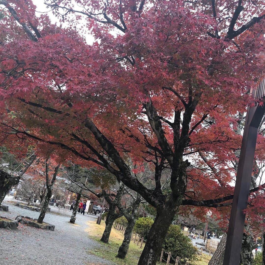 ねぎさんのインスタグラム写真 - (ねぎInstagram)「2015年5月から2019年11月まで ひと月も欠かす事なく参った車折神社。  東京に引越しなので毎月参拝は今月で終わりです。  本当に沢山の思い出がある。僕にとってとてもとても大切な場所。 上京前に僕の魂を置いてきました。  またいつか。  #車折神社 #芸能神社 #京都 #嵐山 #Novelbright」11月25日 19時16分 - nb__nd