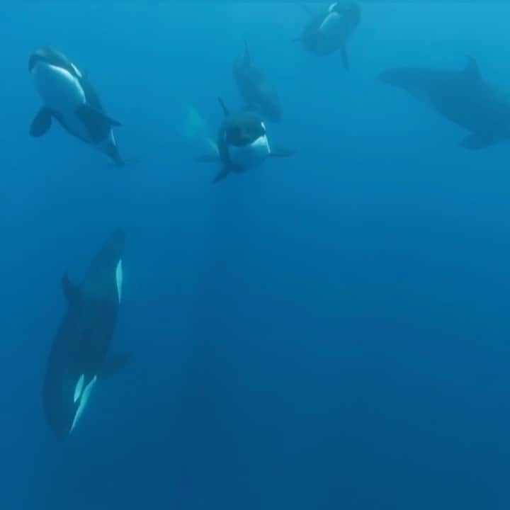 WildLifeのインスタグラム：「GIVEAWAY! We are giving you a chance to win a 2 days of open OCEAN SAFARI and photo workshop with Jorge Cervera Hauser ( @jchauser ) for two people - Opportunity to see, makos, blue sharks and humpback whales - Port of departure, Los Cabos, Mexico - March/April 2020 (specific dates to be determined between Jorge and winner) 😍 To enter:  1. Follow @jchauser , @jalilnajafov , @discoverocean , @muhammet @jaliltravel & @discoversharksbrand ❗️Make sure you followed all accounts ❗️ 2. Like this post 3. Tag a friend (1 tag = 1 entry, enter as many times as you wish). Open internationally the deadline for entries is December 1st. Winner will be randomly drawn & announced on  @jchauser & @jalilnajafov 🦈✊🏼 Good luck!!❤️ (This giveaway is not sponsored by Instagram) video by @」