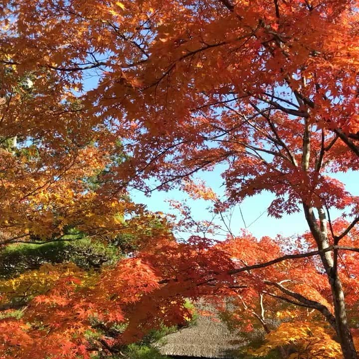 青木良文のインスタグラム：「ただいま紅葉の美しい季節。 紅葉を愛でることは、春の芽吹きから夏の繁り、そして秋の色づきと、樹々の生命のクライマックスを目や身体で感じること。 紅葉を体感することで、自分の中に実りをいただき、豊かさを定着させられるそうです。 豊かさとは、楽しいことが増えることでも。 11月もついにラストウィークとなり、今年もあと1カ月。 年末に向けて、楽しいことがいっぱいありますように！ 紅葉を愛で、1年に感謝して、豊かさを感じましょう。 先日、松島の円通院で美しい紅葉を体感してきました。 宿は秋田県内最古の温泉と云われる秋の宮温泉郷・稲住温泉にオープンした『湯けむりの宿稲住温泉』。 ここは、武者小路実篤など著名人が長らく滞在し、建築家・白井晟一氏による離れも設えるなど、文化人が集い愛された名宿を復活させたパワフルな宿。 特におすすめは、滾々と湧き出る湯量豊富な源泉かけ流しの温泉。 温泉は唯一五行（水・金・土・火・木）の気を得られるものなので、源泉かけ流しの温泉に入るのはまさに開運アクション。 大浴場では「単純温泉」、客室風呂では「ナトリウムー塩化物・炭酸水素塩泉」の異なる2種類の源泉。 多くの源泉に触れることでより運気アップになるそうなので、まさに開運宿です。 最強の浄化作用のあるの鹽竈神社や、武家屋敷の名所としても有名な角館、美を得られる田沢湖にも立ち寄って、東北の魅力が詰まった最高の秋の開運旅でした。  #共立リゾート #秋の宮温泉郷 #湯けむりの宿 #稲住温泉 #離れのある宿  #名宿 #復活 #温泉客室露天風呂 #紅葉 #源泉かけ流し #皮被り #温泉巡り　#円通院  #豊かさは金運にも　#温泉は最高の運気アップ」