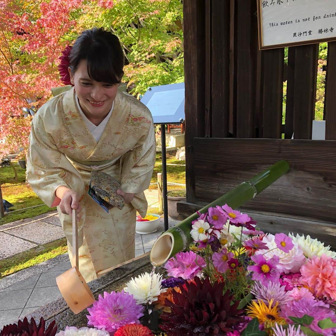 エリザベス・ハードキャッスルさんのインスタグラム写真 - (エリザベス・ハードキャッスルInstagram)「東福寺のあとは、歩いて10分ほどの勝林寺へ、 . 色鮮やかな花がたくさんあり、 まさにインスタ映え✨ . こういった花が大好きな私、写真を撮りまくりました🤳 そして、必死に撮る姿をりなに撮られました🤳笑 . しばらく私の待ち受け画面はこのお花たちになりそうです😊 . 季節によってまた、生けられる花も変わるようなのでまた行ってみたい☺️ . . #kyoto #kyototrip #京都 #京都観光 #女子旅 #寺巡り #勝林寺 #勝林寺花手水 #花 #花写真 #flower #flowerstagram #instagramable #インスタ映え #必死」11月25日 19時43分 - elizabeth_hc49