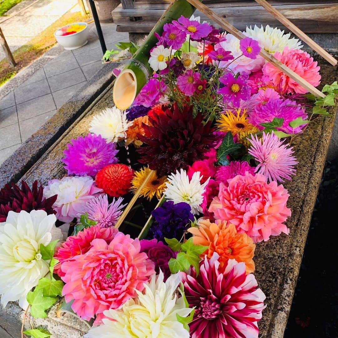 エリザベス・ハードキャッスルのグルメインスタ