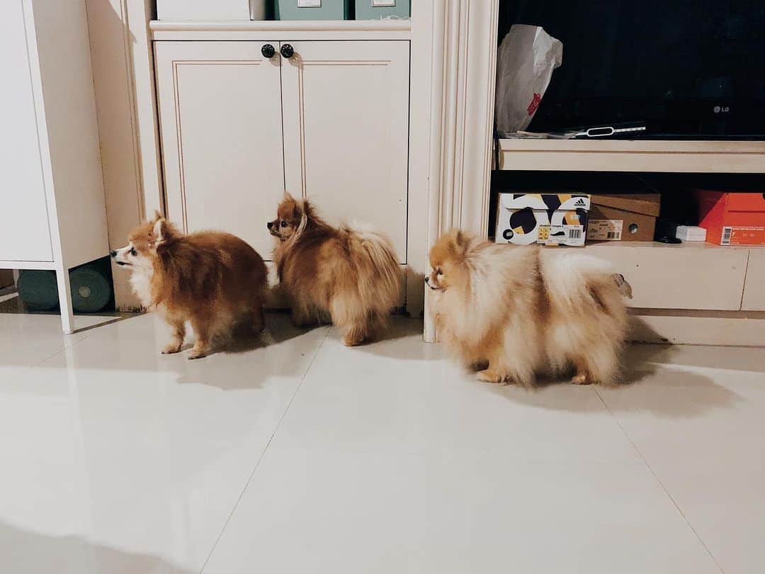 r_oseさんのインスタグラム写真 - (r_oseInstagram)「It happens when you have one tiny water bowl and a three Pomeranians that thirsty at the same time. ➡️➡️➡️ They queue up!! 😊〰️ #firstcomefirstserved」11月25日 19時50分 - r_ose