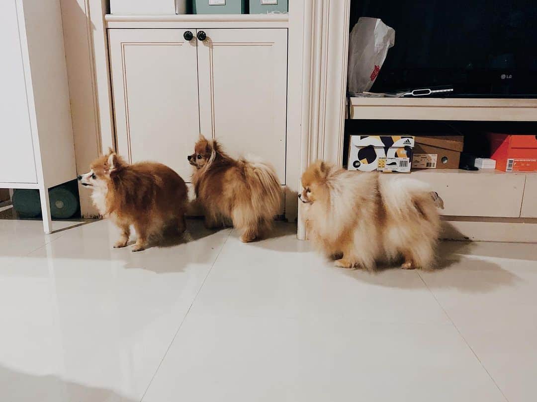 r_oseのインスタグラム：「It happens when you have one tiny water bowl and a three Pomeranians that thirsty at the same time. ➡️➡️➡️ They queue up!! 😊〰️ #firstcomefirstserved」
