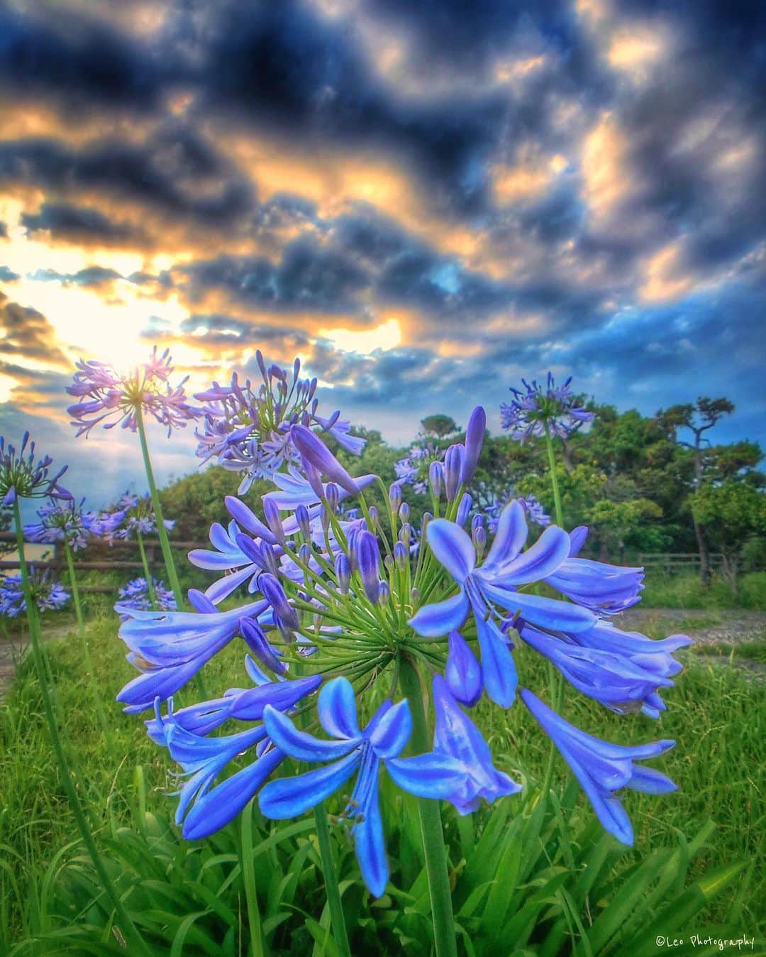 leo7000のインスタグラム：「いつかの夕焼け🌄🌅 お花の名前は分かりません… 皆さん、今日もお疲れ様でした~♪ 🍺🍺✨」