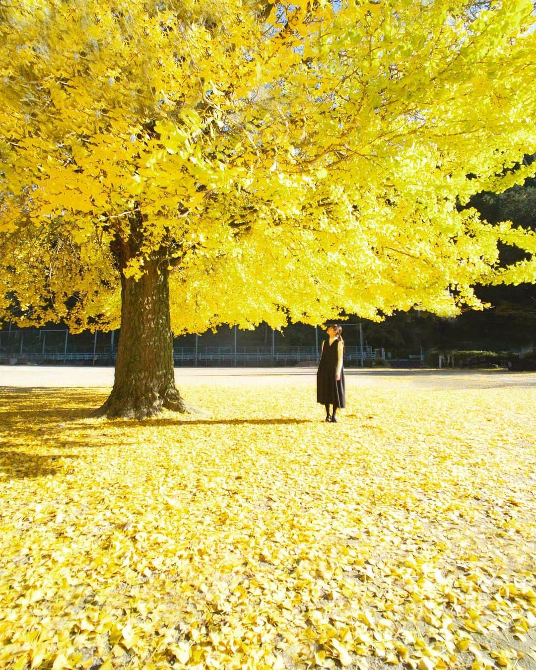 shinichi38さんのインスタグラム写真 - (shinichi38Instagram)「﻿ Yellow carpet 🍂﻿ ﻿ ﻿ Attachment Lens for iPhone﻿ @tokyo_grapher﻿ ﻿ #shotoniphone  #shotoniphonexsmax﻿ #tg_wide﻿」11月25日 20時04分 - shinichillout54