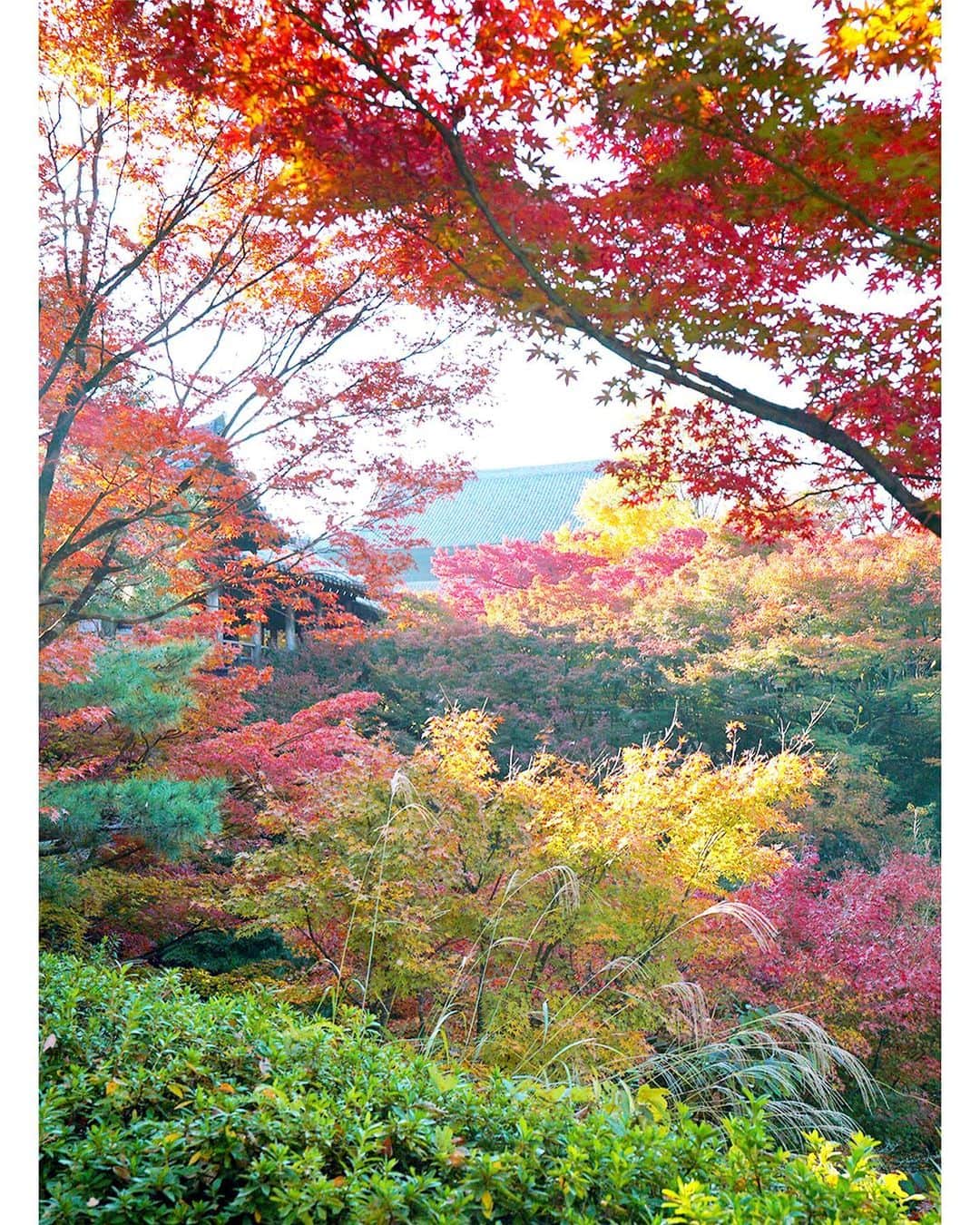masayaさんのインスタグラム写真 - (masayaInstagram)「Tofukuji temple Kyoto 東福寺 #紅葉 #京都 #Kyoto #モミジ #かえで #東福寺」11月25日 20時27分 - moonlightice