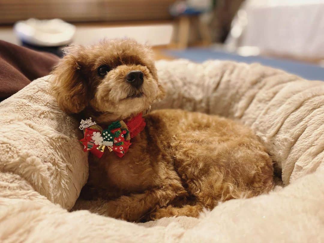石川龍のインスタグラム：「散髪完了。一足早いけどもうすぐクリスマス。 #まめきち #toypoodle #トイプードル #トイプードル女の子 #merrychristmas」