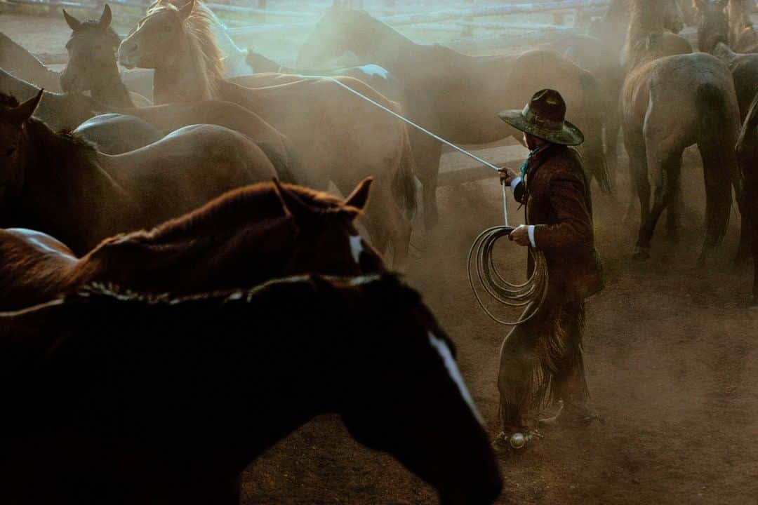 ナショナルジオグラフィックさんのインスタグラム写真 - (ナショナルジオグラフィックInstagram)「Photo by William Albert Allard @williamalbertallard | Buckaroo Ricky Morris wrangles a horse, Nevada, 1979. Each morning and late afternoon, buckaroos on IL Ranch cow crew picked a horse to ride. The working cowboy has never made much money, but he had a certain independence. The skills, like wrangling, don’t come with the hat. They have to be acquired and learned.  I took this shot in early morning light. The dust acts as a scrim over the picture, but the key to the image is the rope. The line of that rope cutting the diagonal at the back of Ricky’s hand, then the sharp vertical descending to the coil of ropes, which is just off-center of the picture ….that’s the handle for the photograph. Right there.  For more images of the American West and other assignments spanning a five-decade career #followme @williamalbertallard #ranch #cowboy #horses #nevada」11月25日 20時38分 - natgeo