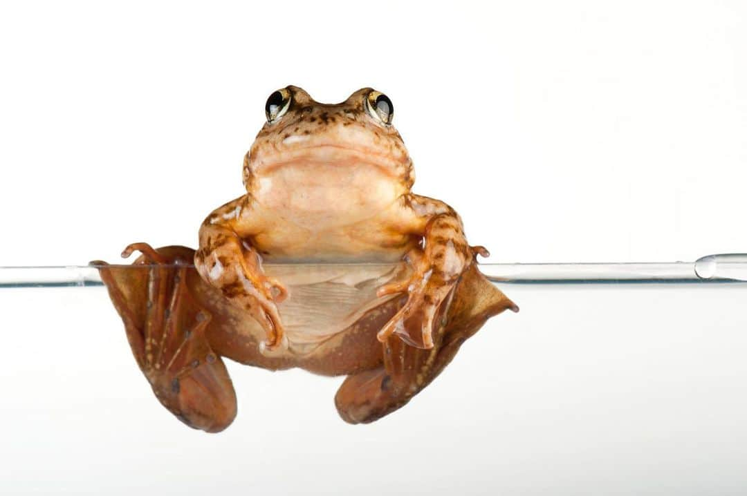 Joel Sartoreさんのインスタグラム写真 - (Joel SartoreInstagram)「The mountain yellow-legged frog is just one of many species around the globe that depends on captive breeding programs to keep from going extinct. Once quite common, it is believed that less than 200 of these frogs still exist in their home range within the state of California. This species has seen drastic declines in the last couple of decades due to a number of factors including habitat destruction, fungal diseases, climate change, air pollution, and the introduction of non-native fish species that feed on the frogs and their tadpoles. The Vredenburg Lab, where this frog was photographed, studies amphibians and investigates the impacts of the previously mentioned threats on species like the mountain yellow-legged frog using a combination of field and lab based experiments. By better understanding the role each of these threats play on the survivability of a species, researchers can help to shape future recovery efforts. #mountainyellowleggedfrog #amphibian #cute #bigeyes #California #endangeredspecies #PhotoArk #savetogether」11月25日 20時50分 - joelsartore