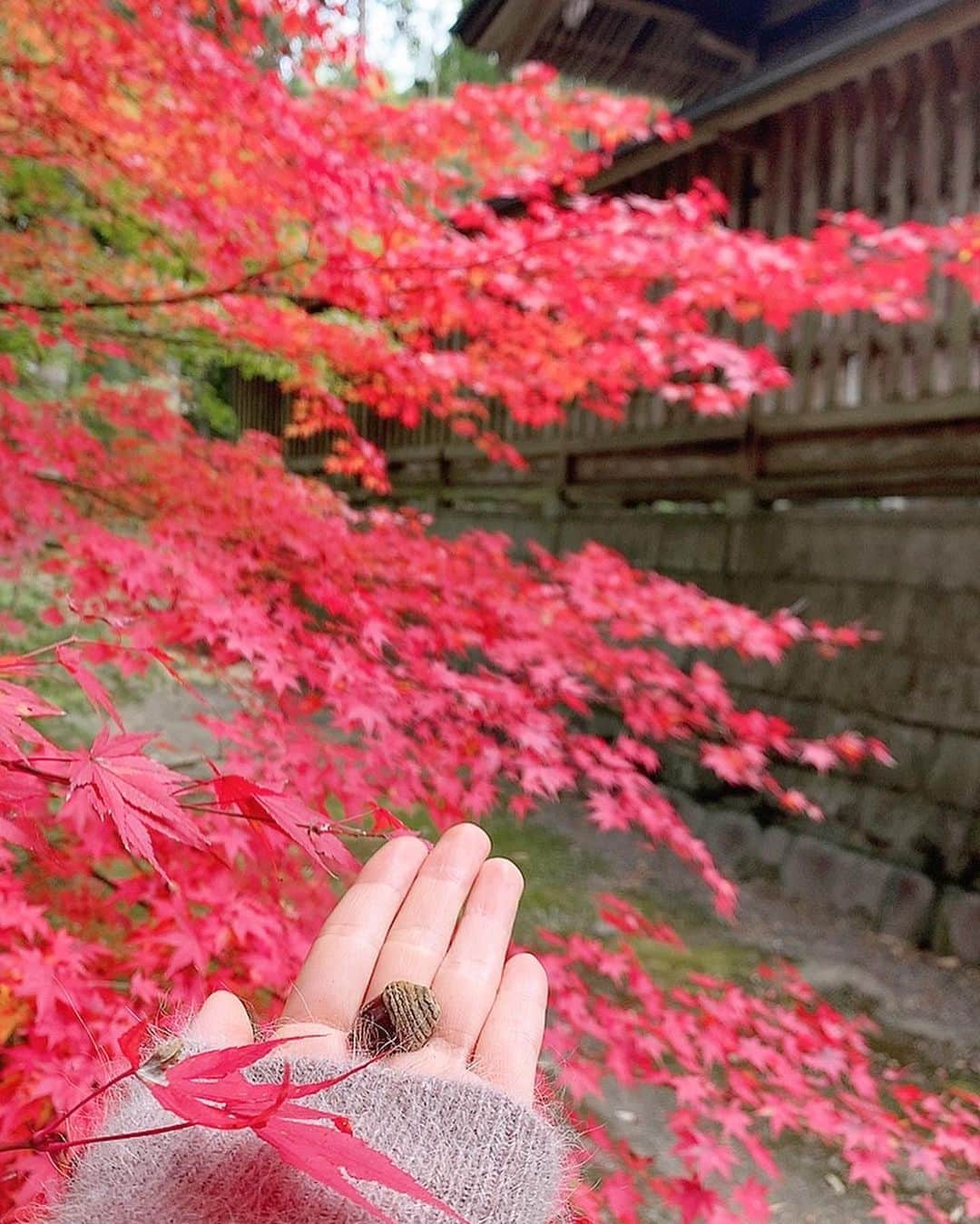 みさきさんのインスタグラム写真 - (みさきInstagram)「🍁」11月25日 21時13分 - misaki.official