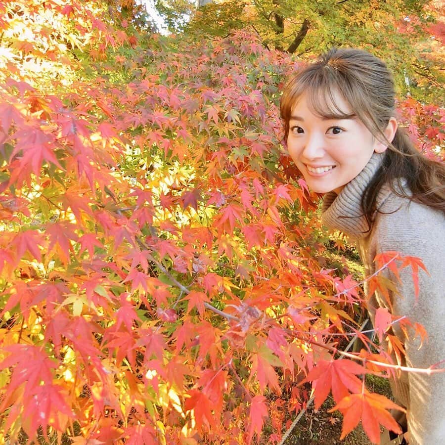 のインスタグラム：「*﻿ ﻿ 兼六園へ紅葉狩り。﻿ ﻿ グラデーションがキレイだった~。﻿ 紅葉山とも言われる山崎山は、﻿ 地面も染まってました🍁🍁🍁﻿ ﻿ _______________________________ ﻿#金沢 #兼六園 #紅葉 #紅葉狩り #kanazawa #kenrokuen #autumn」