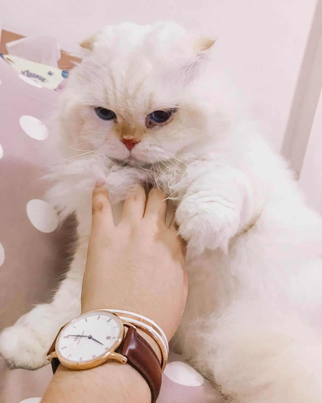 Haruさんのインスタグラム写真 - (HaruInstagram)「It’s time to spoil your loved ones with gifts they will remember for years to come! 😘 Enjoy a FREE accessory (ring/bracelet/strap) with any watch purchased + 50% off on selected items at www.danielwellington.com . Don’t forget to check out with my code harudw19 for EXTRA 15% off and save up to 4,111 THB! All orders come with pretty gift wrapping and free shipping! Offer ends 2nd December, grab it while the stock lasts as it may be gone tomorrow! #DanielWellington #DWThailand #DWinTH」11月25日 21時29分 - haru_thecat