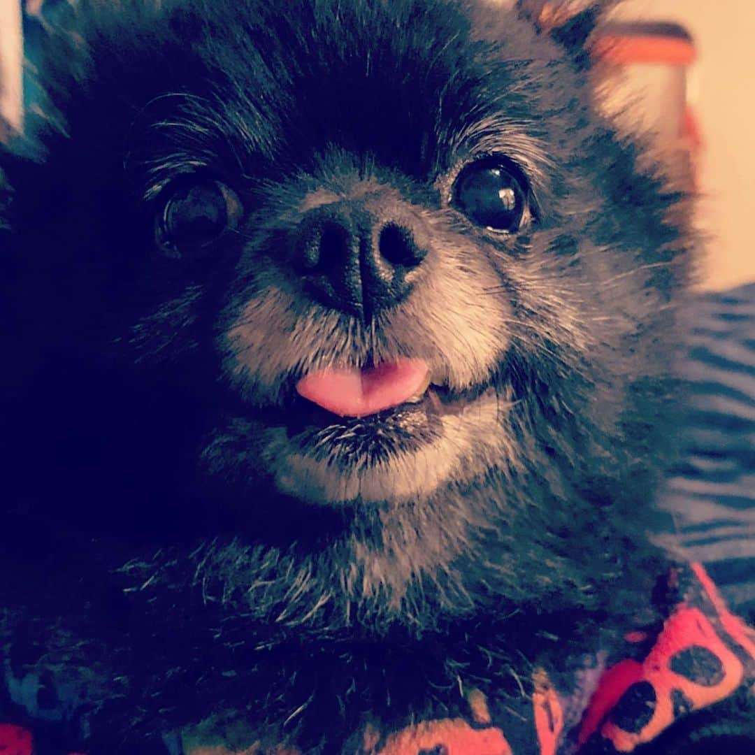 SATOKOさんのインスタグラム写真 - (SATOKOInstagram)「#舌しまい忘れ #sheesha #pomeranian #blackdog #tongue」11月25日 21時49分 - fc_satoko