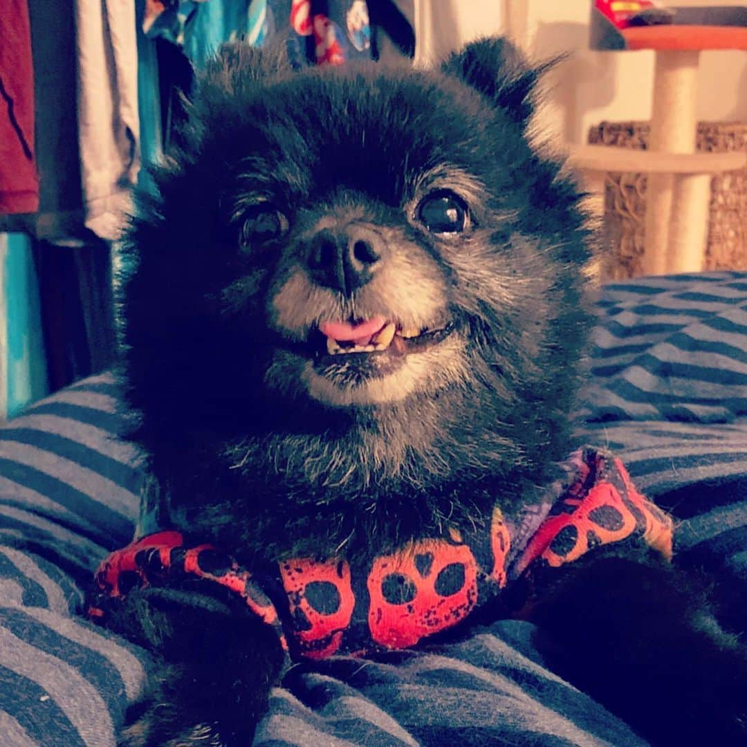 SATOKOさんのインスタグラム写真 - (SATOKOInstagram)「#舌しまい忘れ #sheesha #pomeranian #blackdog #tongue」11月25日 21時49分 - fc_satoko