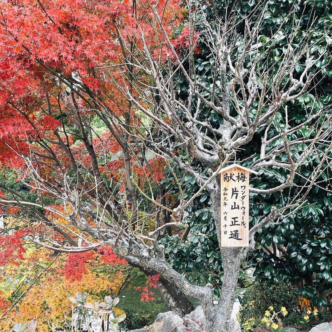 のインスタグラム：「いっくんが写真を送ってくれた片山梅。元気そうで安心！@ 太宰府天満宮 Ikkun sent me a photo of my plum tree. It is growing! @ Dazaifu-tenmangu」