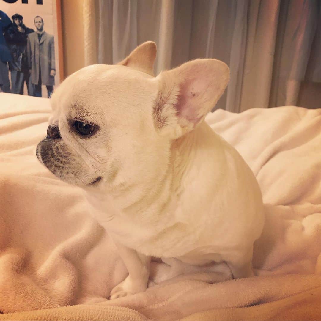 タニム（マーブル母）のインスタグラム：「* ⭐️Good night🌙 * #ねむねむマーちゃん  #私のアモーレ🐷❤️」
