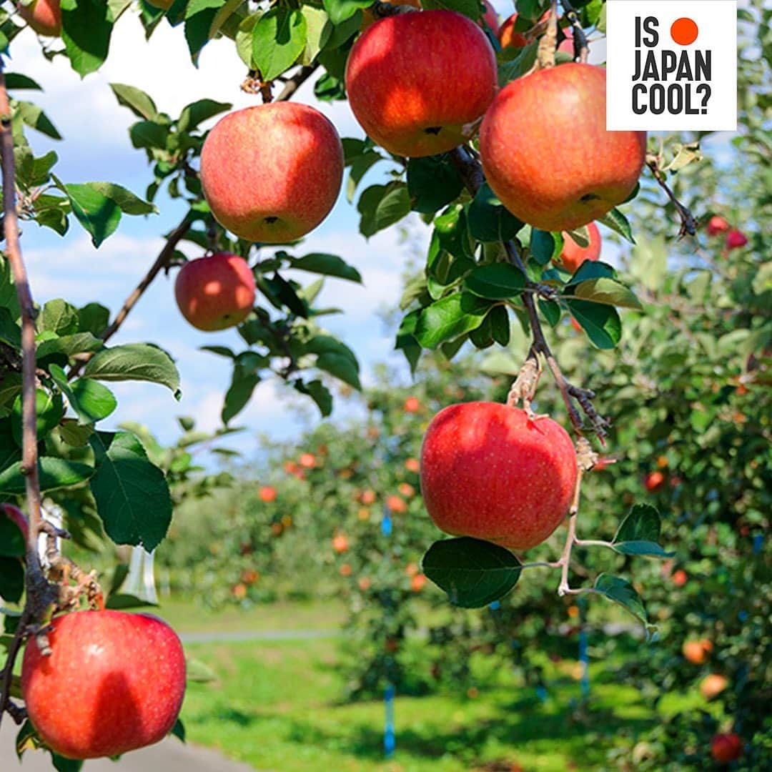 All Nippon Airwaysさんのインスタグラム写真 - (All Nippon AirwaysInstagram)「Head to #Aomori this fall and live apple-y ever after! Explore orchards of delicious Fujis and Mustus, or even stop by the apple hot springs to give your skin a beautiful scent and moisturizing effect. #ApplePicking  Tag someone below you’d pick to come with you! 🍎」11月25日 22時34分 - allnipponairways