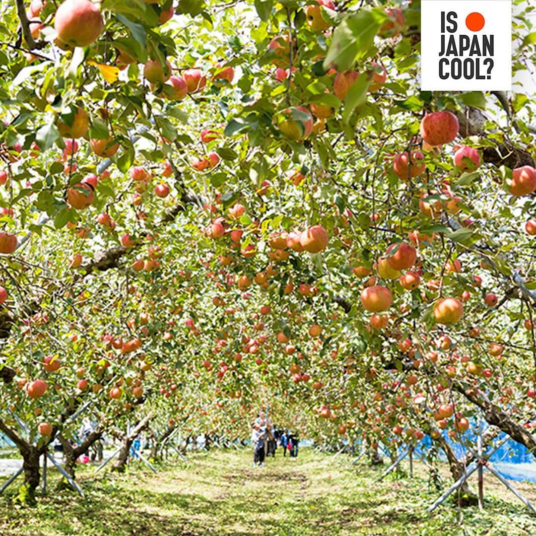 All Nippon Airwaysさんのインスタグラム写真 - (All Nippon AirwaysInstagram)「Head to #Aomori this fall and live apple-y ever after! Explore orchards of delicious Fujis and Mustus, or even stop by the apple hot springs to give your skin a beautiful scent and moisturizing effect. #ApplePicking  Tag someone below you’d pick to come with you! 🍎」11月25日 22時34分 - allnipponairways