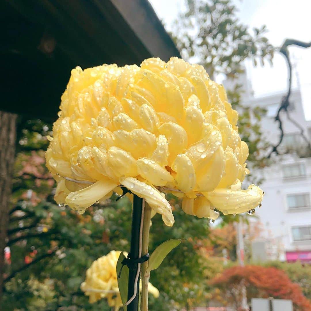 カン・ハンナのインスタグラム：「.﻿ ﻿ ﻿ あとのご報告になってしまいましたが、今日のフジテレビ「Live News it!」で少しインタビューの出演をさせて頂きました✨﻿ ﻿ ﻿ ﻿ ﻿ この仕事をしていて、誰にも言えないことが色々あります。本当の私とはかけ離れたイメージで後悔されることもあります。﻿ ﻿ ﻿ 悲しい、切ない、残念、この表現だけでは足りない気がします。﻿ ﻿ ﻿ 韓国と日本で一生懸命に頑張っていた1人の美しい女性に心からご冥福をお祈りします。﻿ ﻿ ﻿ ﻿ ﻿ #秋の終わり﻿ #雨上がりのお花は綺麗でした　﻿ ﻿ ﻿ ﻿ ﻿」