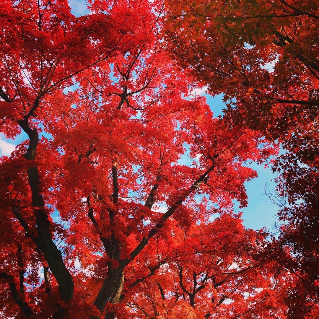 川本睦子さんのインスタグラム写真 - (川本睦子Instagram)「もみじっ🍁 The autumn leaves start to fall?」11月25日 22時44分 - muzco