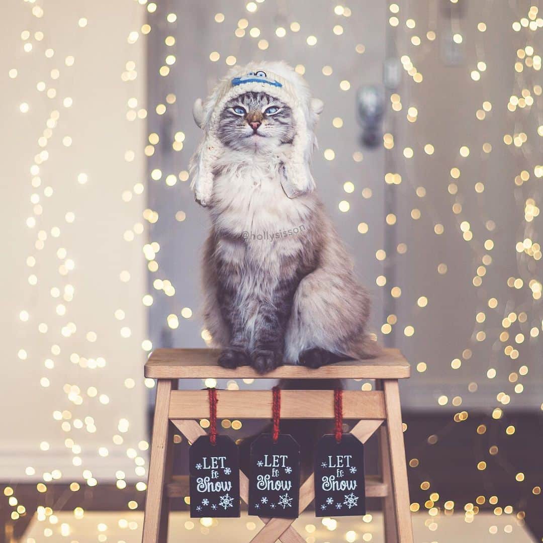 のインスタグラム：「Is it time for more ❄️? What does Finnegan think? Yes or no? 😹❄️🎄 #cat #Toronto #SiberianCat #christmas #snow #bokeh (See more of Alice, Finnegan, and Oliver, on @pitterpatterfurryfeet) ~ Canon 1D X + 50 f1.4 @ f1.8 See my bio for full camera equipment information plus info on how I process my images. 😊 ~ @bestmeow #bestmeow #xmaswonders」