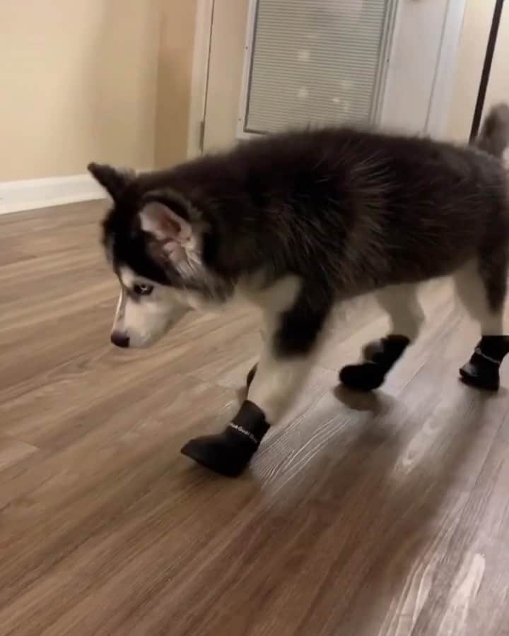 husky and malamuteのインスタグラム：「After wearing new shoes, he is so happy that he wants to dance.😂😂😘」