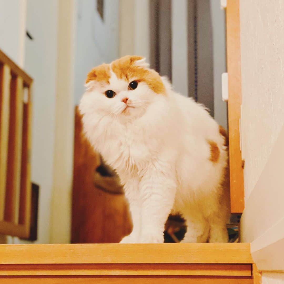 gammy08のインスタグラム：「階段の一番上から見つめてくる〜 おかわちゃん〜♡」