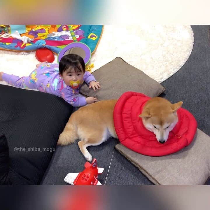 Moguのインスタグラム：「. ベビ子分がお部屋をウロウロできるようになっていますなの。 #もぐを通過中 ※もぐの首の赤いものはエリザベスカラーというものでフットケア後の足舐めによる指間炎防止のためにつけています。 . @the_shiba_mogu  #柴犬 #shibainu #shiba#赤柴 #redshiba#犬 #dog#しばいぬ#nannydog#犬と子供#子供と犬#柴犬と子供#柴#赤ちゃんと犬#犬と赤ちゃん#柴犬と赤ちゃん#赤ちゃんと柴犬#柴犬のいる暮らし#子守犬」