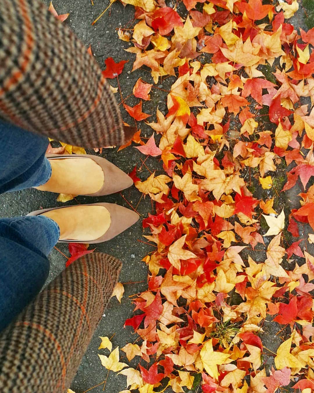林智美 さんのインスタグラム写真 - (林智美 Instagram)「街の中でも、 紅葉スポットってたくさんあるね🍁😊 * #紅葉 #紅葉狩り #落ち葉 #散歩写真 #autumn #🍁」11月25日 23時47分 - h_tomomi_i