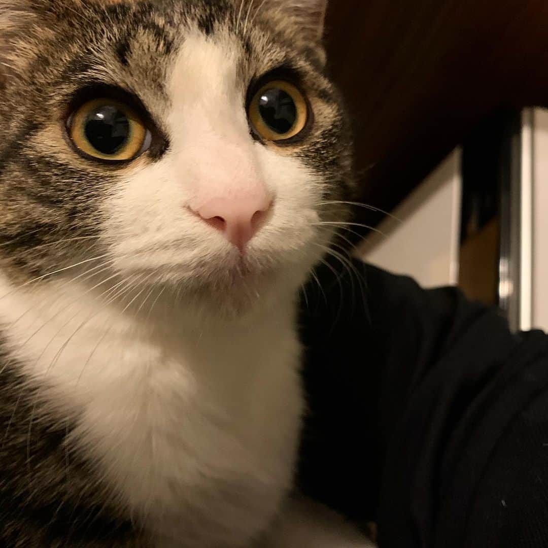 のインスタグラム：「おやすみにゃさい。  #サスケ #猫 #ネコ #ねこ #ニャンスタグラム #ねこすたぐらむ #保護猫 #保護猫と暮らす #ねこ部 #ねこさん #cat #catstaglam #cute #mylovelycat #instacat #picneco #kater #고양이」