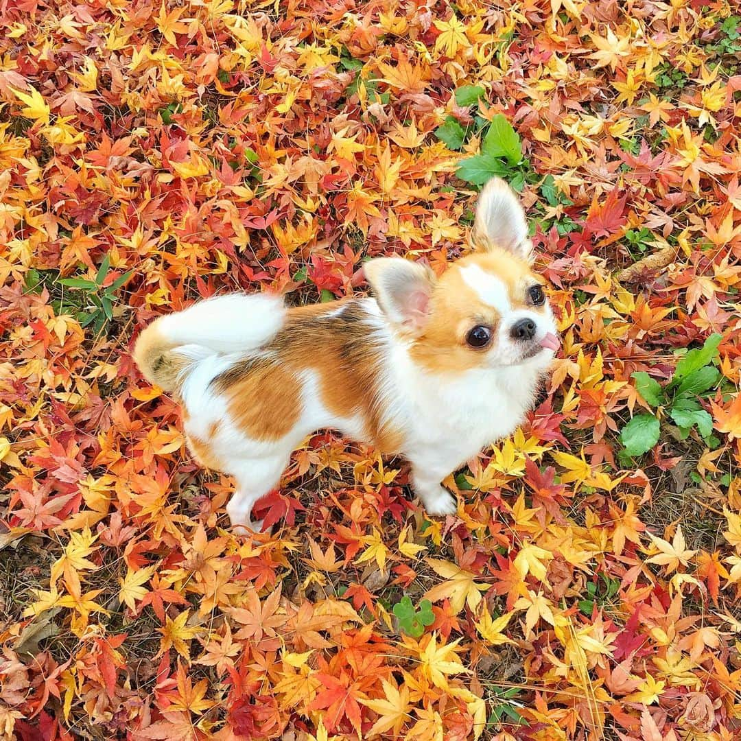 ちまさんのインスタグラム写真 - (ちまInstagram)「Red carpet🍁 ・ これは去年のpic🍂 いつものちまんぽコースは あとちょっとできれいな紅葉が見れそう🐶🍁 ・ それはそうと ちまちょっと太ったみたい💦 この写真明らかに今よりほっそりしてる🤭 家の中でも追いかけっこしたり 飼い主も一緒にダイエット頑張ってます🏃‍♀️🐕💨 ・ #chima #ちま #チワワ #chihuahua #ชิวาวา #ふわもこ部 #PECOいぬ部 #sniffandbarkens #WeeklyFluff #cutepetclub #doggy_lovings #ワンパチ #イヌヌワン #紅葉 #redcarpet #レッドカーペット」11月25日 23時54分 - chima.chihuahua