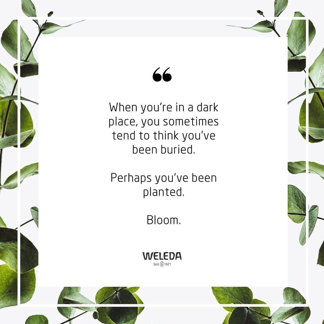 Weledaのインスタグラム：「Bloom where you are planted! 🌸#Quoteoftheday」