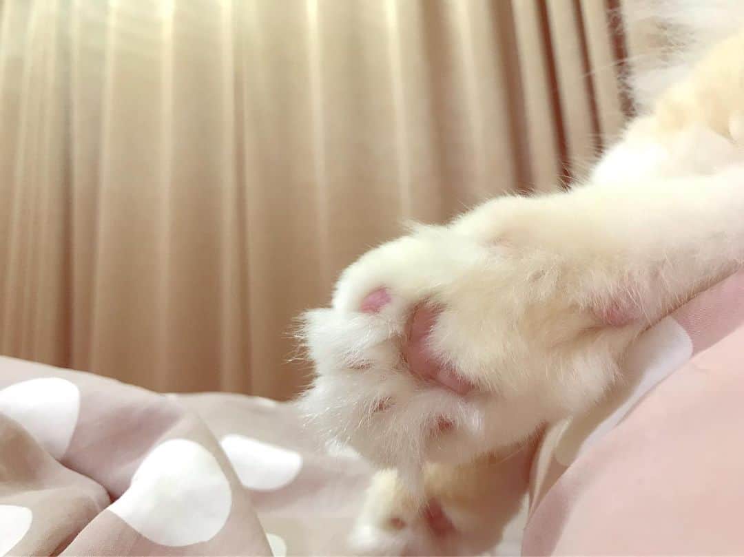 Haruのインスタグラム：「Goodnight world 🌟」
