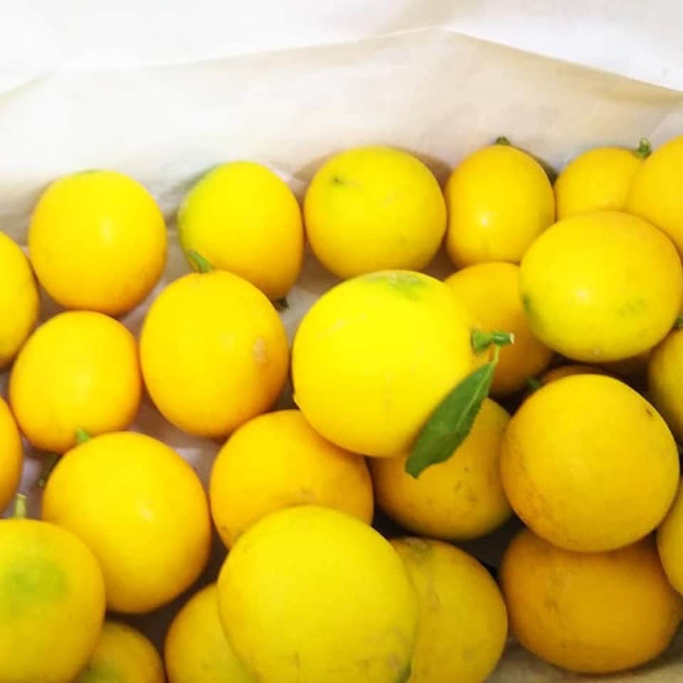 橋本かずまささんのインスタグラム写真 - (橋本かずまさInstagram)「地元の事務所で《レモン》をいただきました。 ご自宅に実っているとは思えないほど立派で美味しそうなレモンです。 すっぱいのが好きなので搾って炭酸水にまぜて飲みたいと思います🙂 楽しみです。 ありがとうございました。  #レモン #檸檬 #四條畷市 #すっぱい #すっぱいのが好き」11月26日 0時09分 - kazumasa.hashimoto