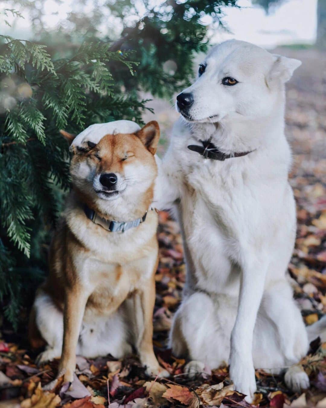 DogsOf Instagramのインスタグラム：「“Little brothers, am I right? 😒😂” writes @hesmyalibi  #dogsofinstagram」